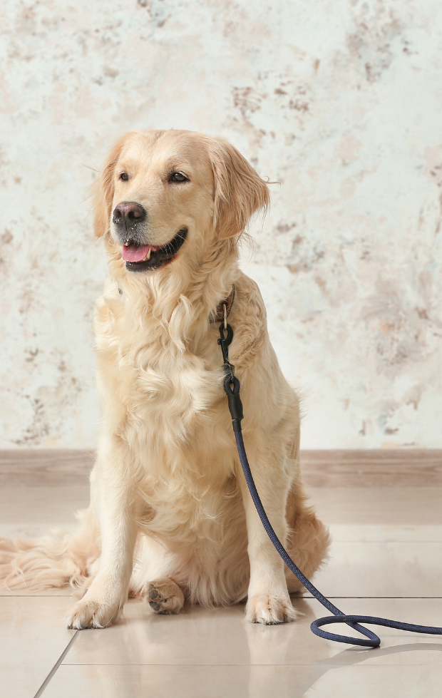 A golden Labrador sitting calmly in a kitchen with its lead on the floor