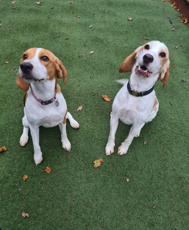 two dogs who attended a Play Day sitting on grass