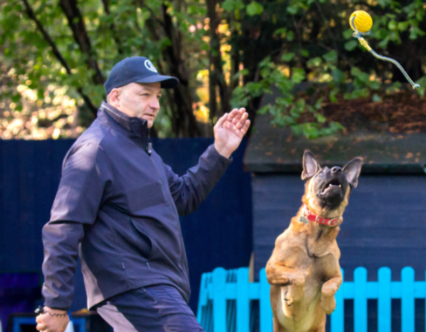 man playing with a dog at play day while the dog is jumping to catch a ball in the air