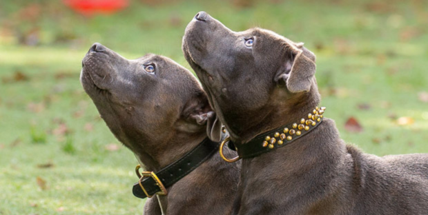 Brown Staffies looking at their trainer