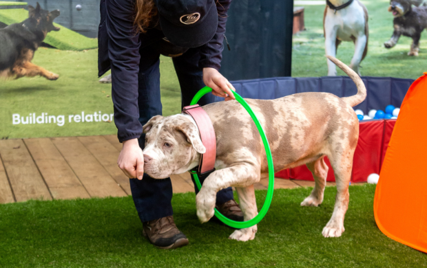 A puppy going through a hoop with a trainer