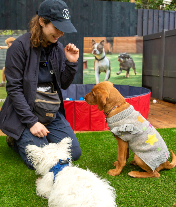 Mimi training two dogs at Royvon Playdays