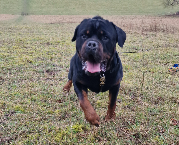 Brown and Black Rottweiler