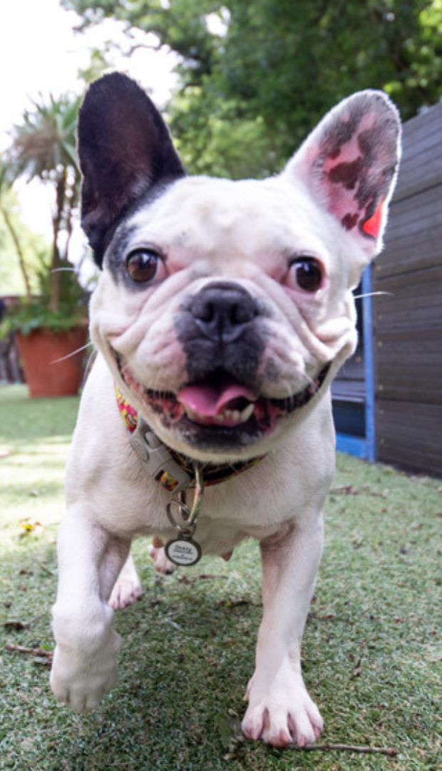 A French Bulldog puppy