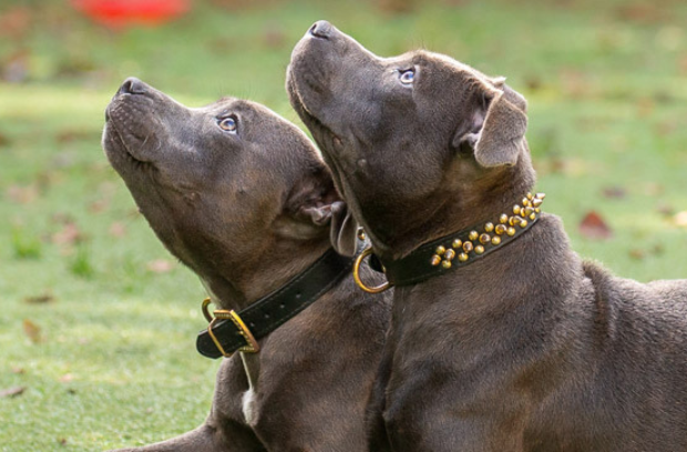 Obedient brown Staffordshire Bull Terrier puppies looking upwards to the trainer