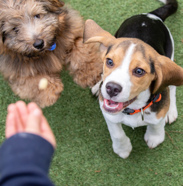 Cute puppies waiting for a treat