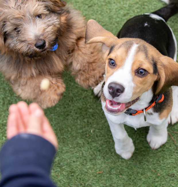 Two puppies waiting for a treat