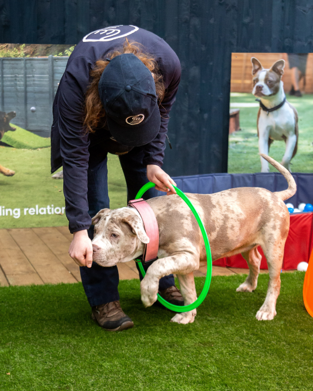 Puppy going through a hoop for a treat