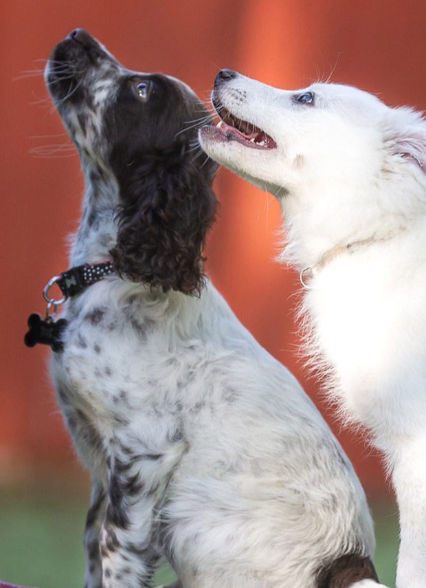 A Cocker Spaniel and a white puppy waiting for instruction