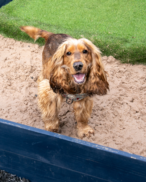 Happy spaniel