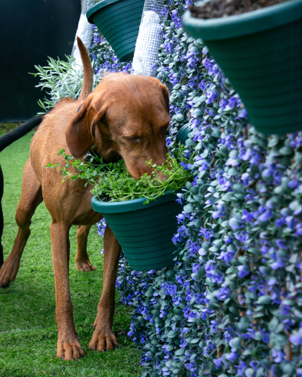 Dog sniffing a flower pot