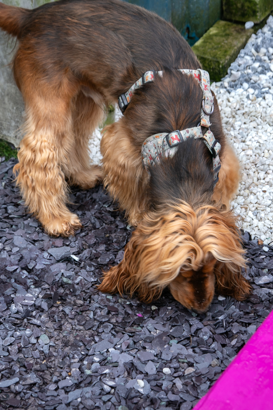 dog looking at the ground of rocks