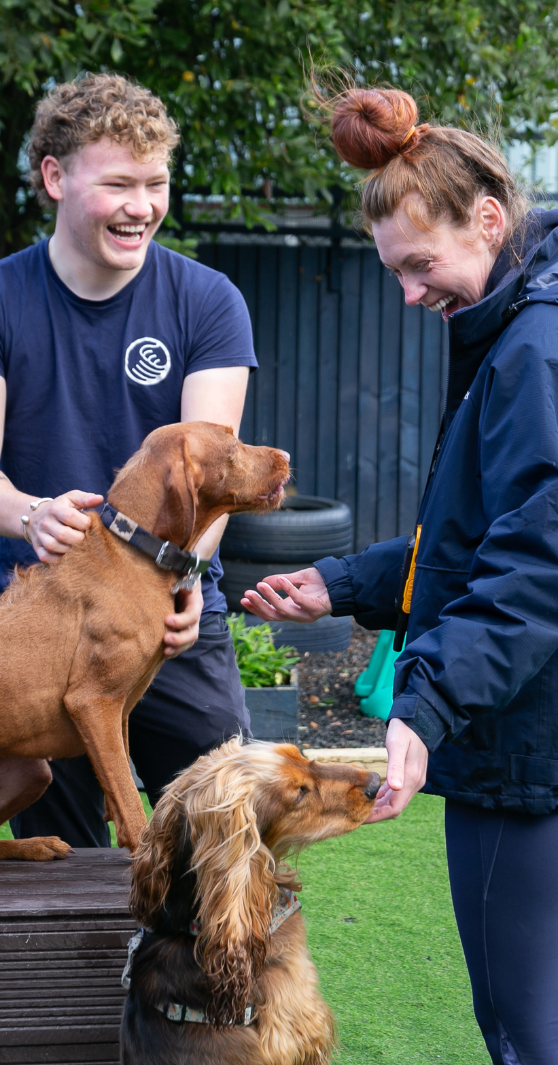 Man and woman feeding two dogs