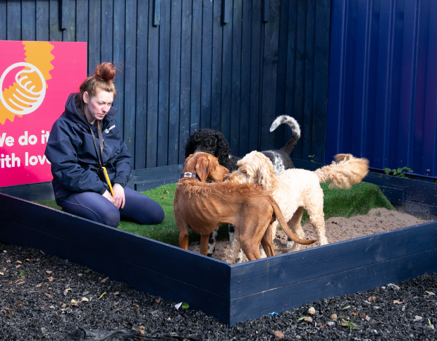 three dogs in a pit