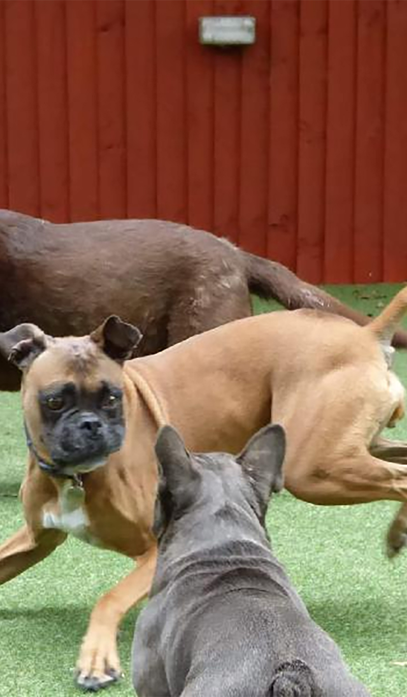 aggressive-dog-crop-long