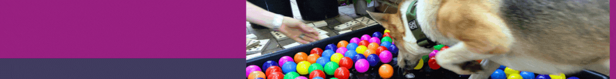 Enrichment for your dog, click for more info